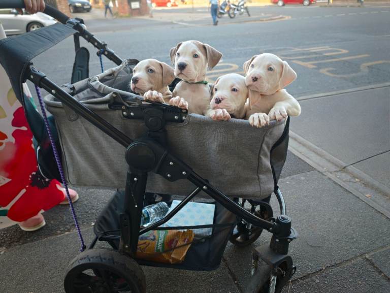 Exceptional American Bulldog Puppies