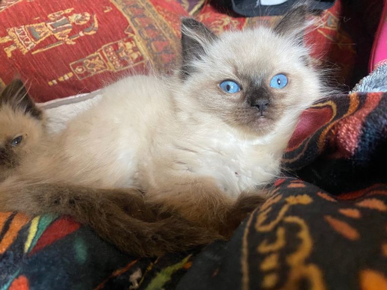 Birman Seal Point kitten, indoor cat only. Looking for forever home.
