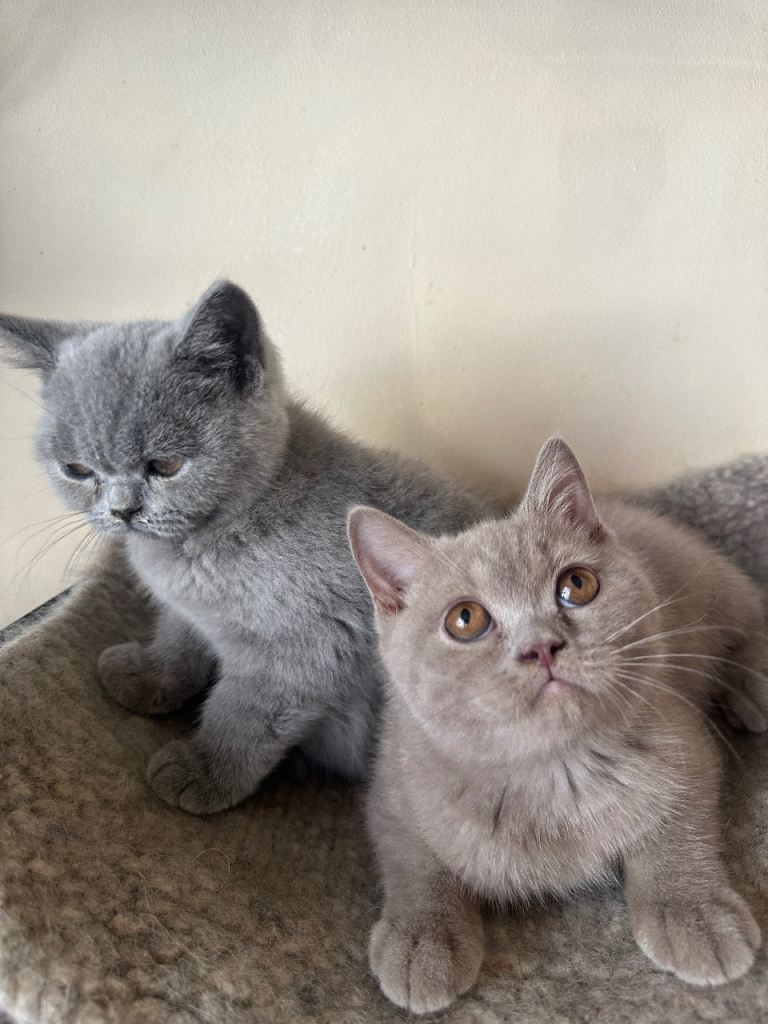 Pure Pedigree GCCF-registered kittens 