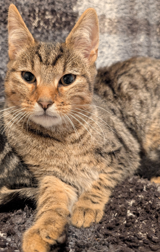 2 beautiful brothers 