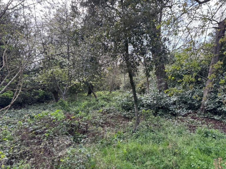 Strimming & Tree Planting