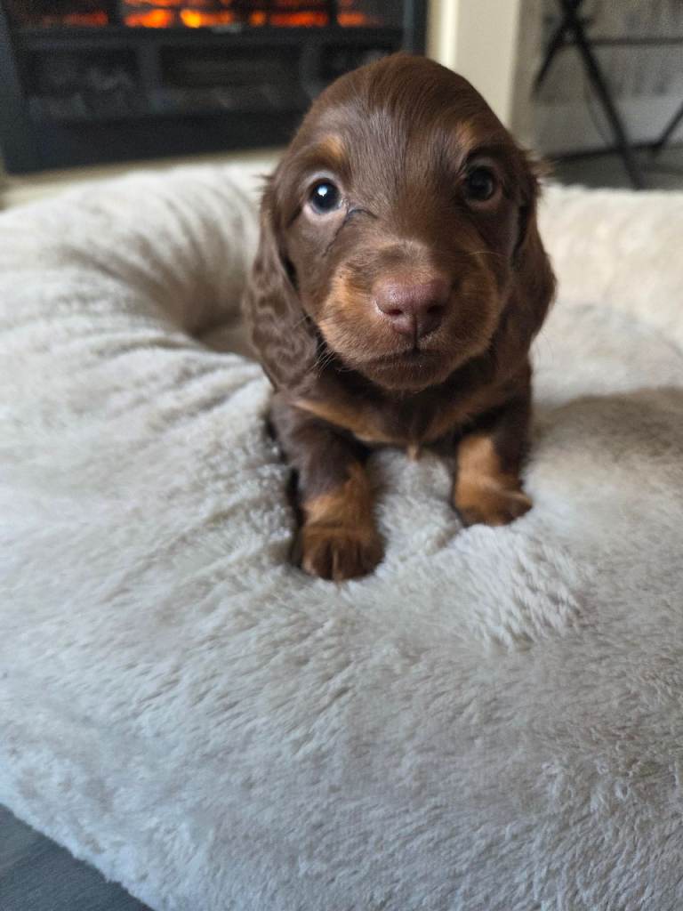 Longhaired miniature Dachshund 