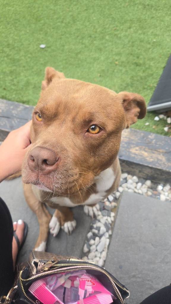2 year old female pocket bully 