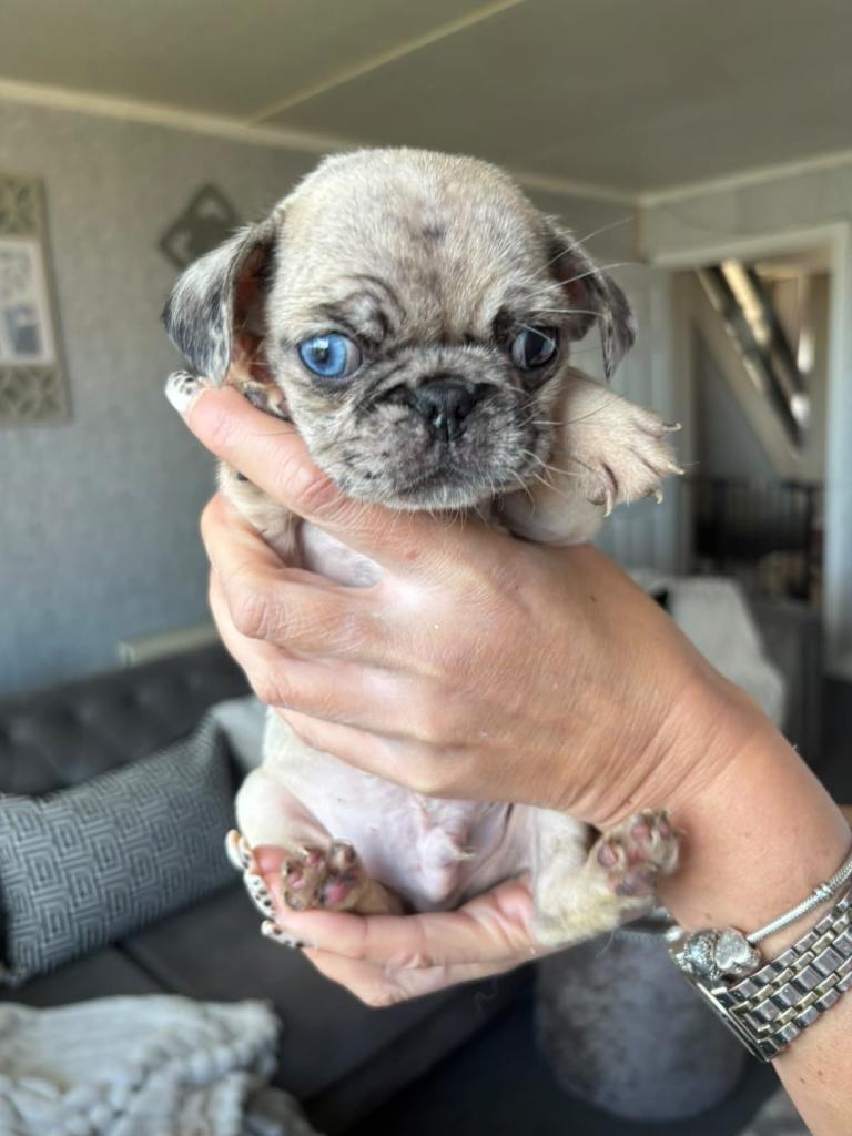 Pug puppies 