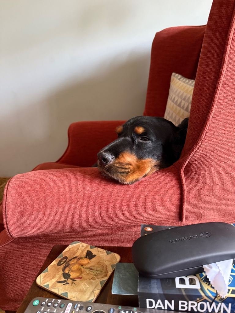 Black & Tan Cocker Spaniel. 