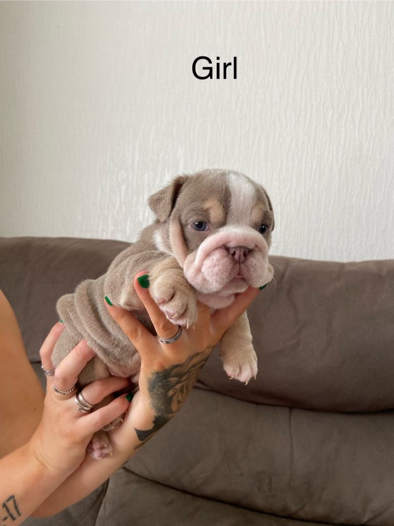 English bulldogs