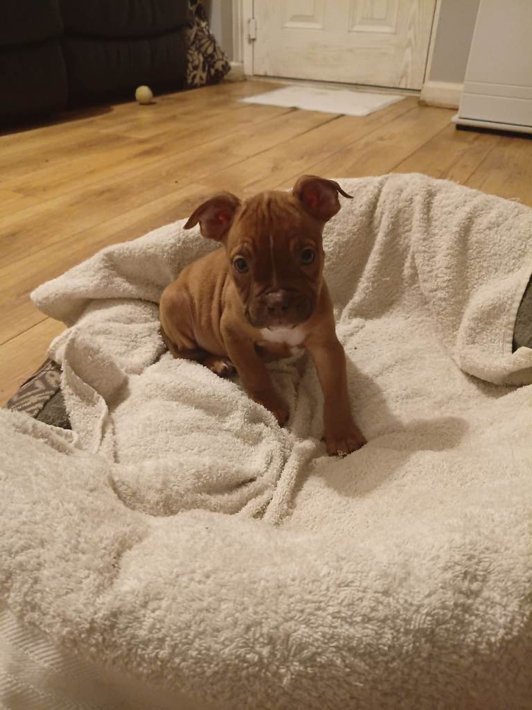 Mixed breed puppy for sale in Headington Oxford