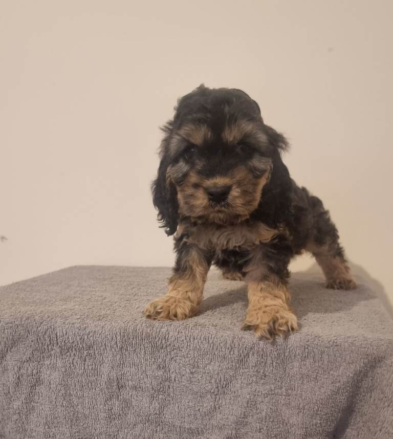 Cockapoo puppies 1 boy left ready now