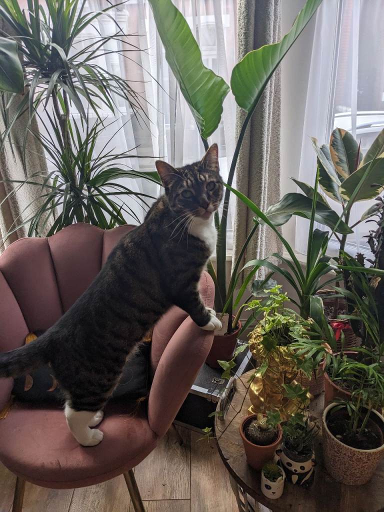 Barry the cat for rehome