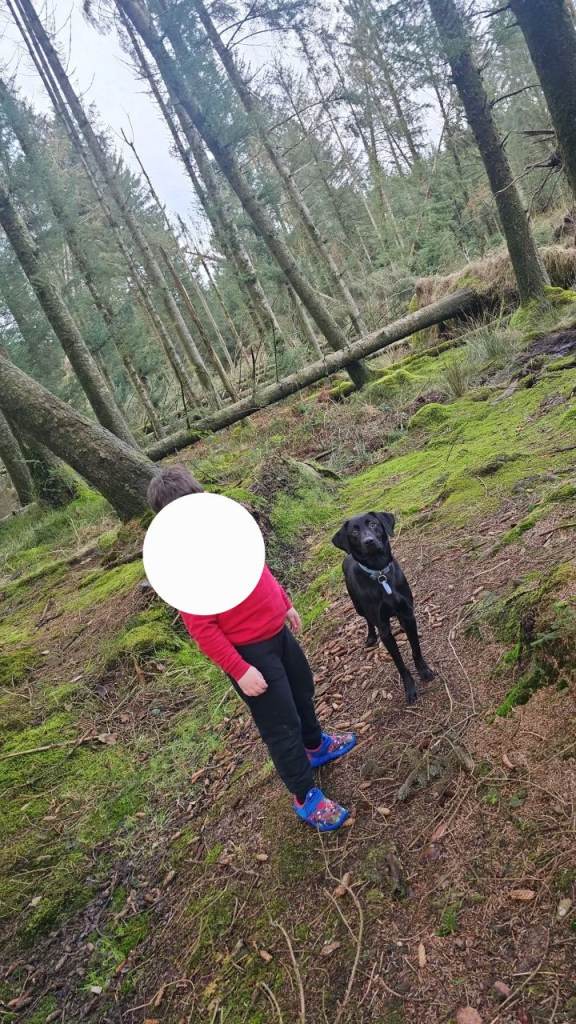 19 Month Old KC Reg Trained Labrador Retriever Male