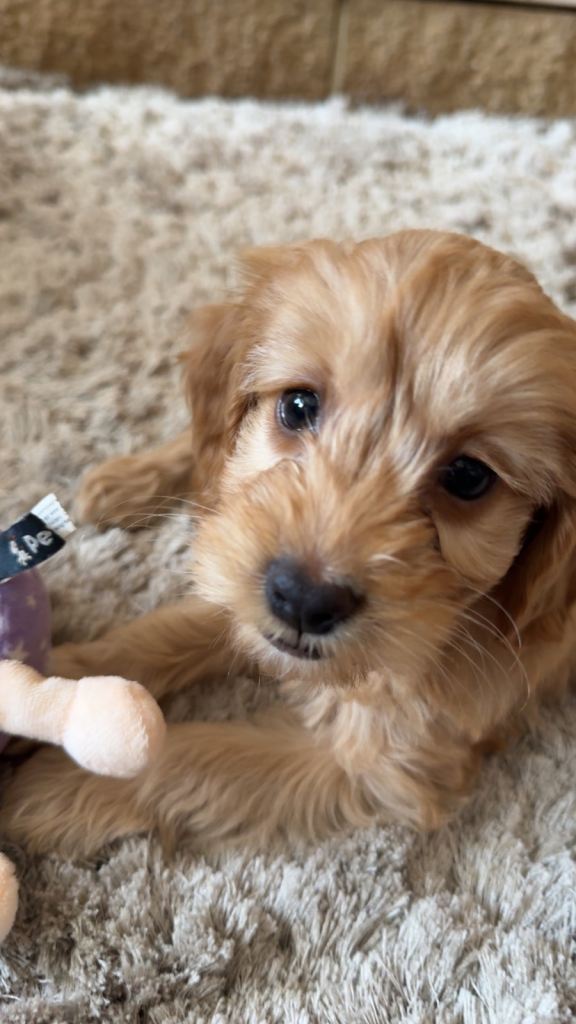 Cockapoo Puppy 9 weeks 