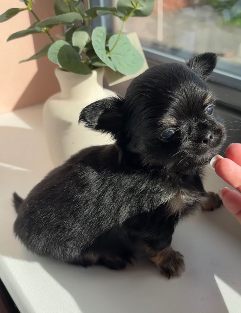 Longhair Chihuahua Puppies 