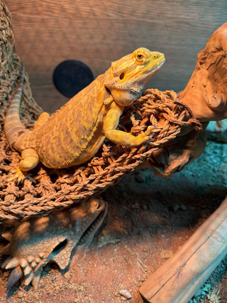 Bearded Dragon