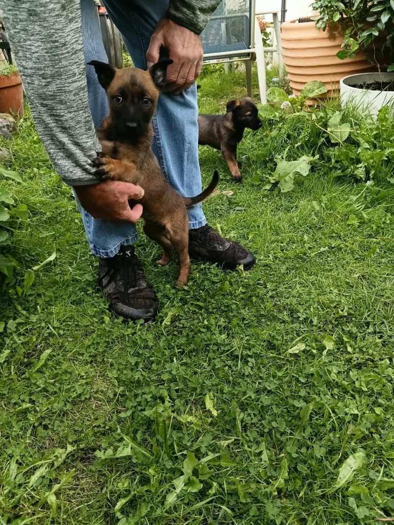 Malinois/Belgian herder pups for sale