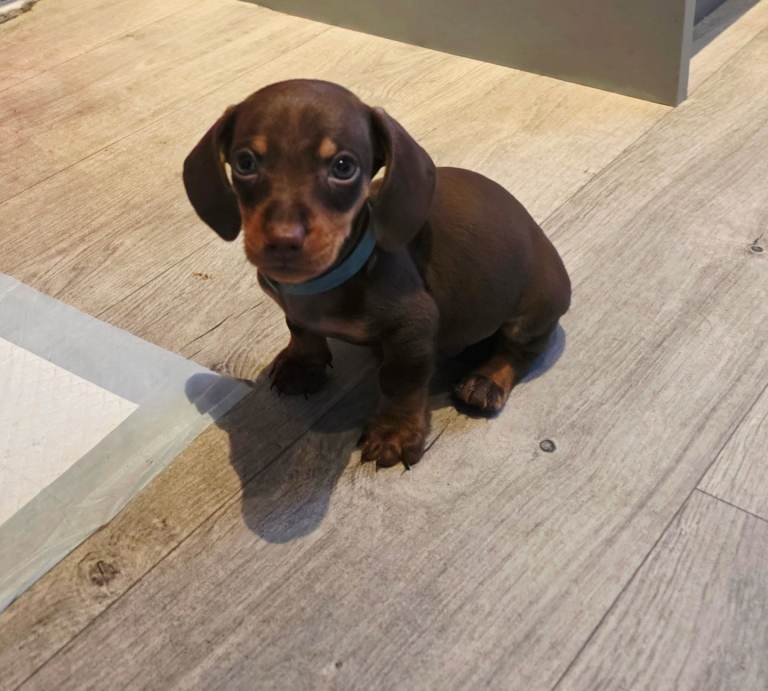 Gorgeous dachshunds ready for new homes