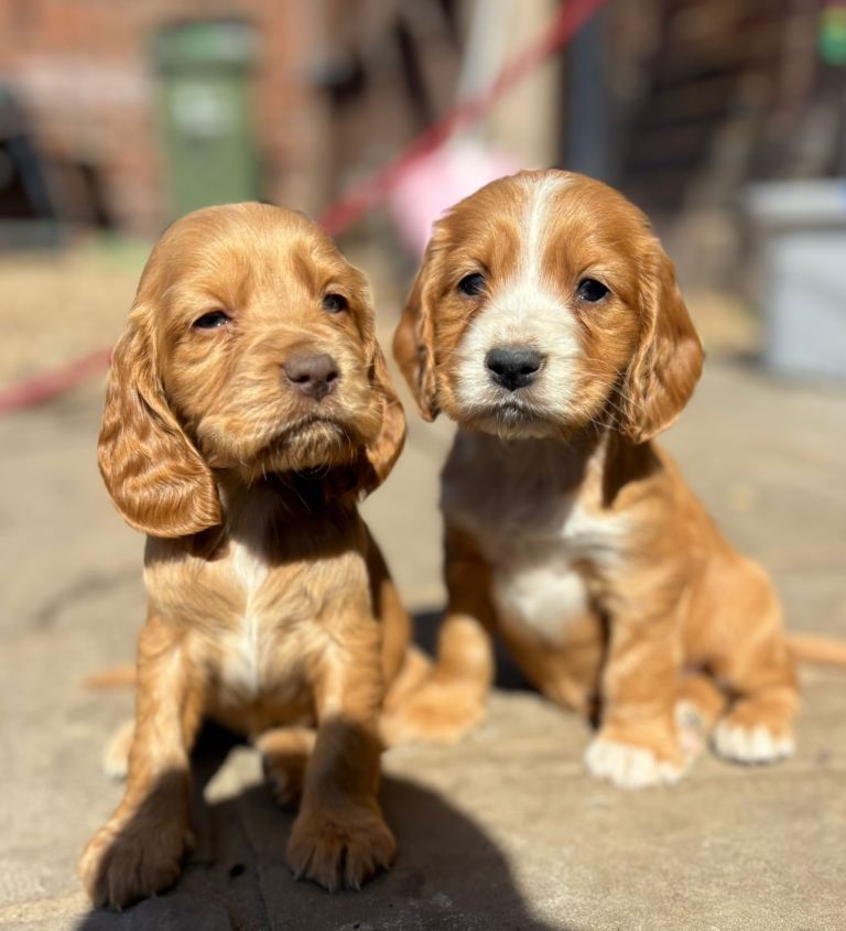 Cocker spaniel puppies