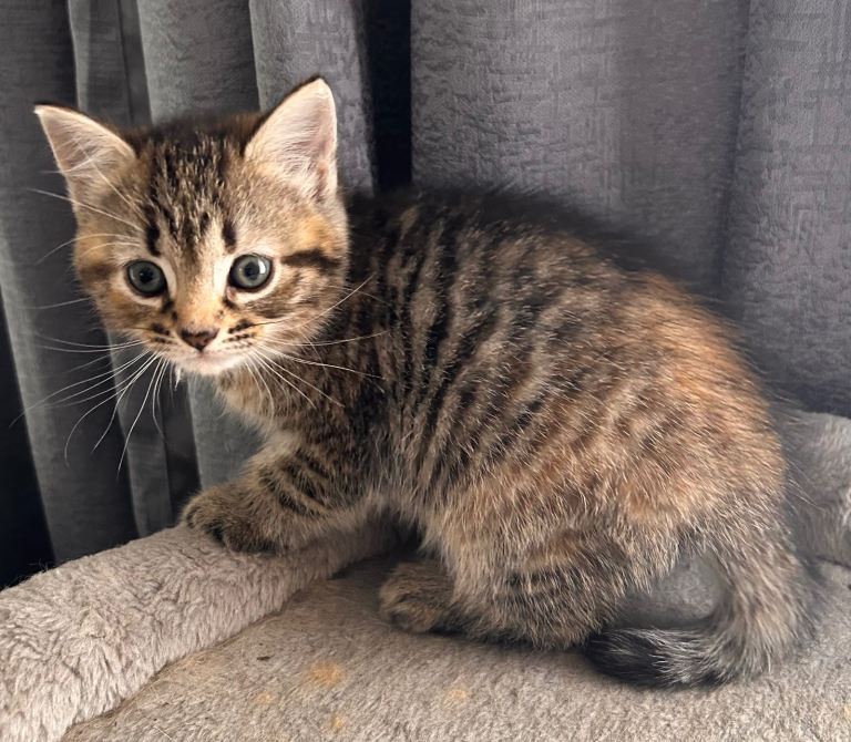 1 tabby female for sale
