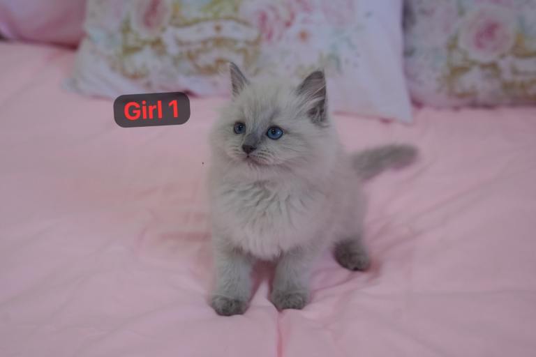 Ragdoll 