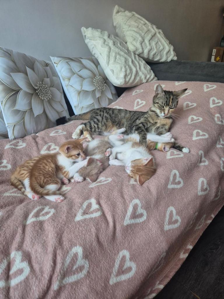 Kittens 
