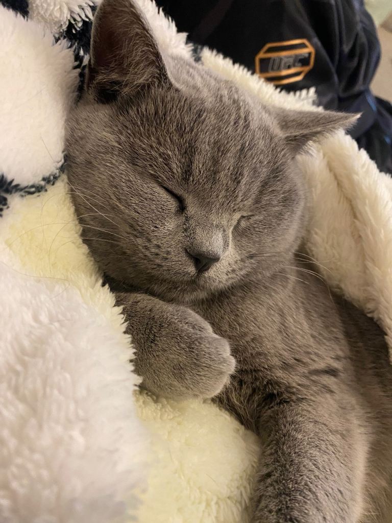 British Blue Cat Girl