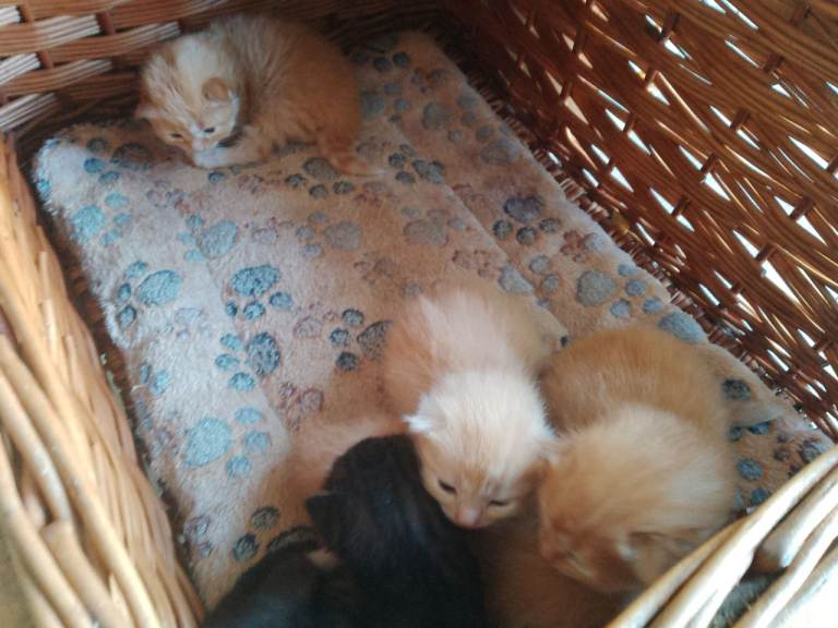 Ginger kittens to reserve 