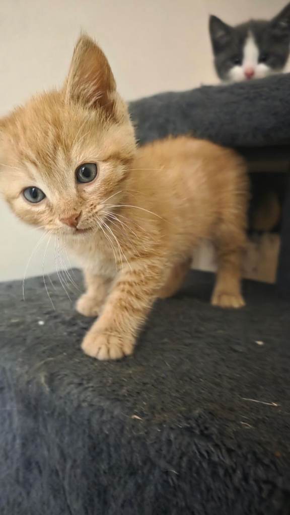 Grey and ginger kittens 