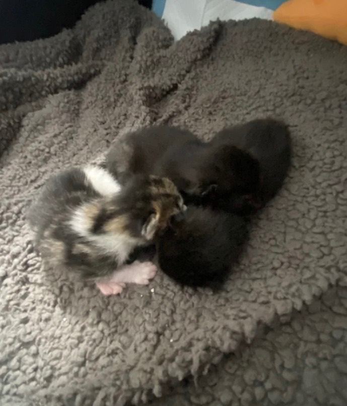 3 Kittens 