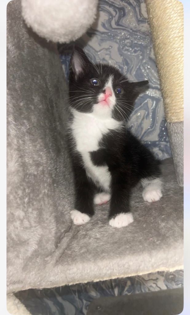 Kittens for sale 