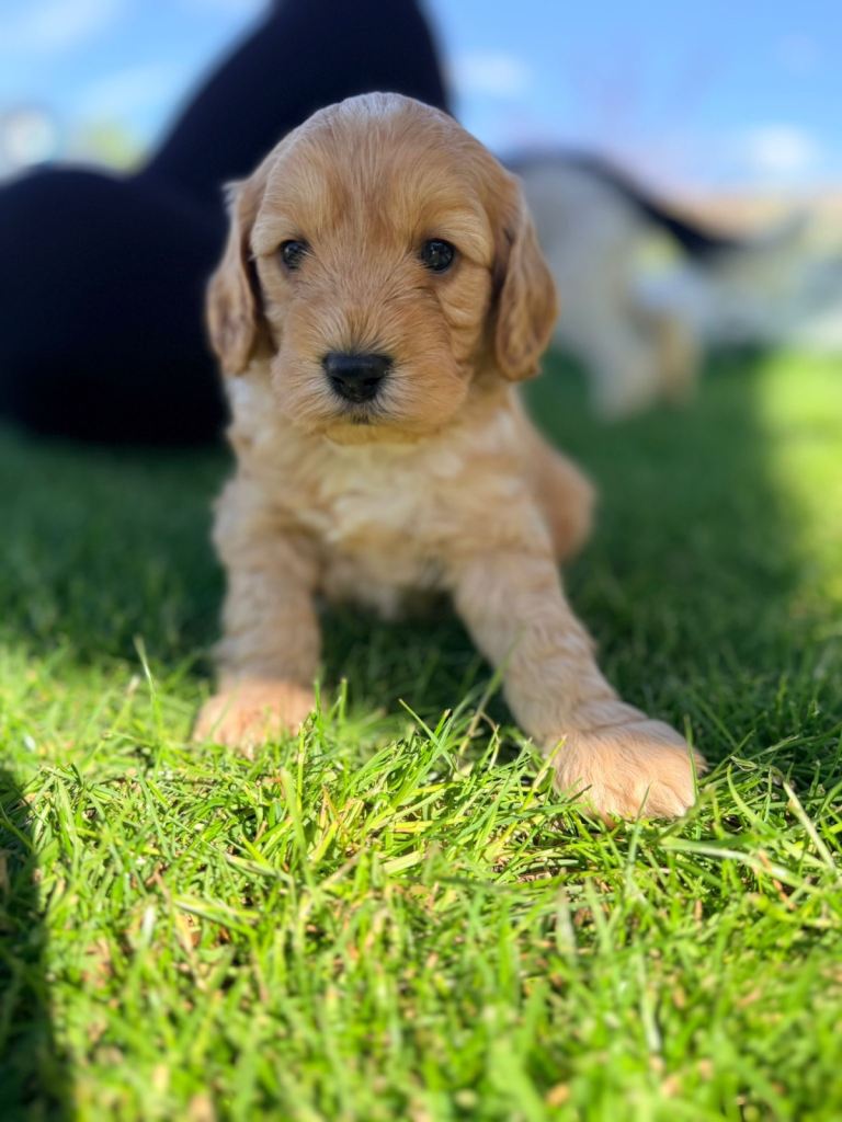Stunning F2 cockapoo puppies