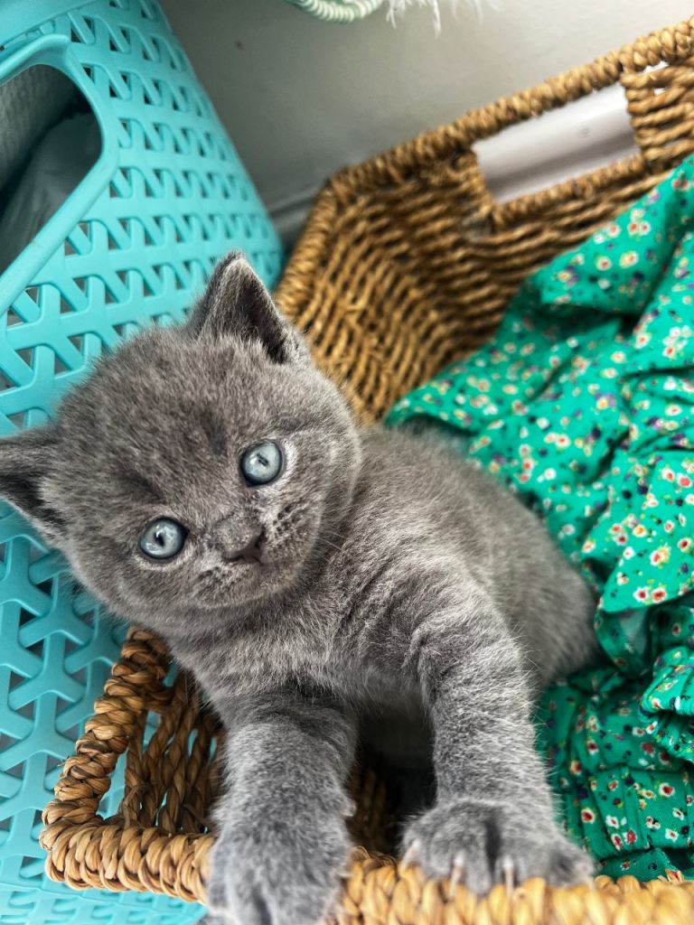 Outstanding British Shorthair Kittens 
