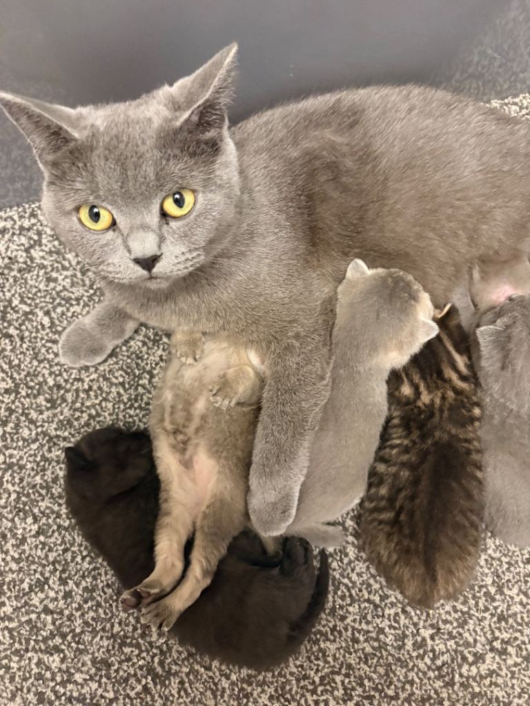 Beautiful British Shorthair & Bengal Mix – Looking for Loving Homes 