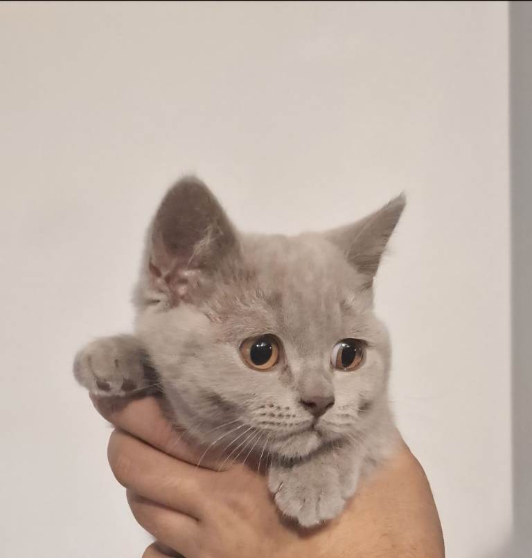 Rare Fawn British shorthair kitten 