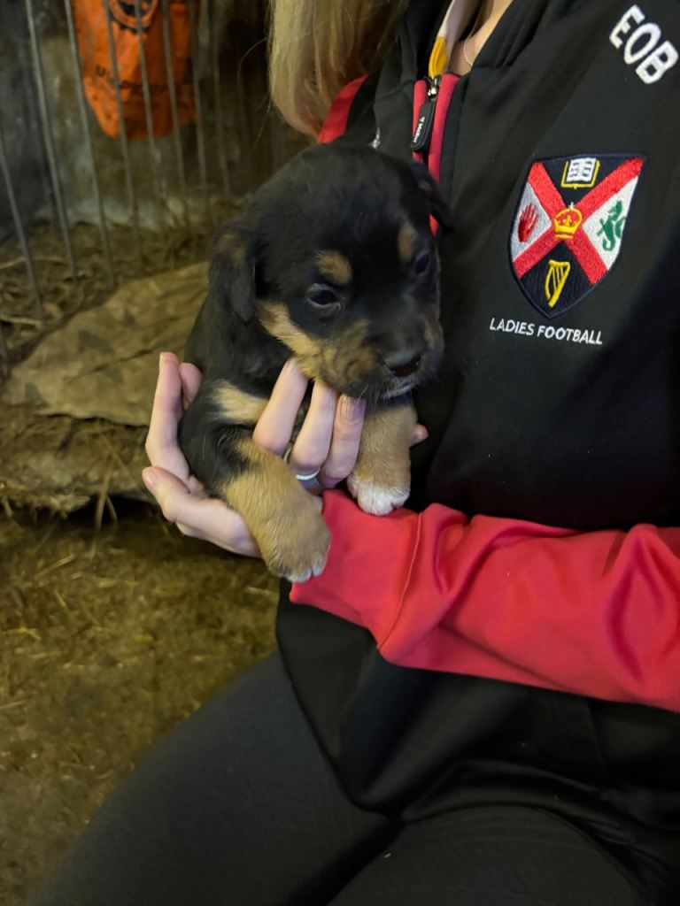 Staffy x Rottweiler 
