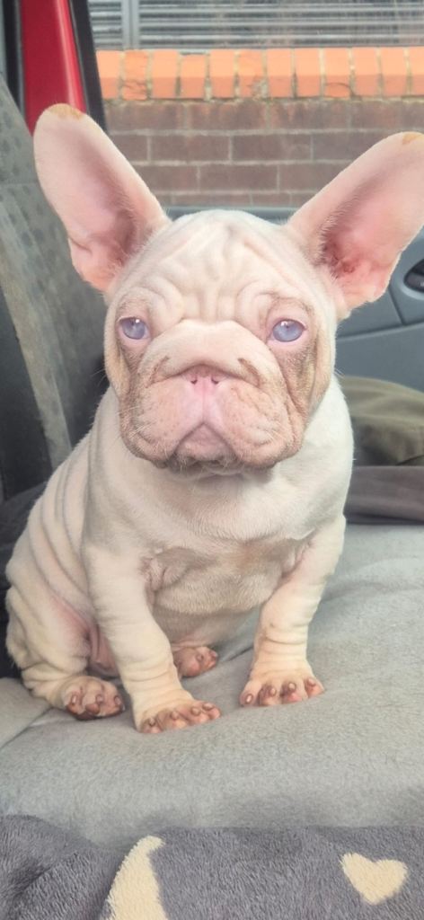 Frenchie pup for sale