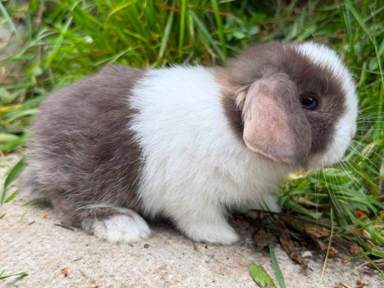 (Pedigree) Beautiful Mini Lop 