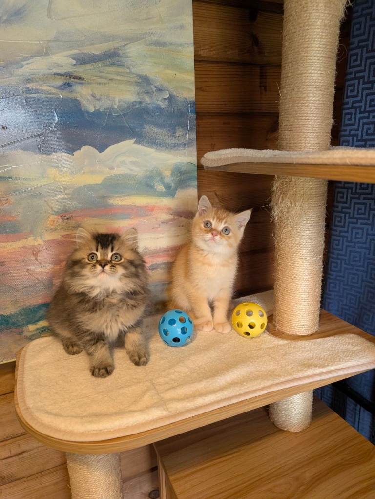 2 Adorable male kittens ready Now