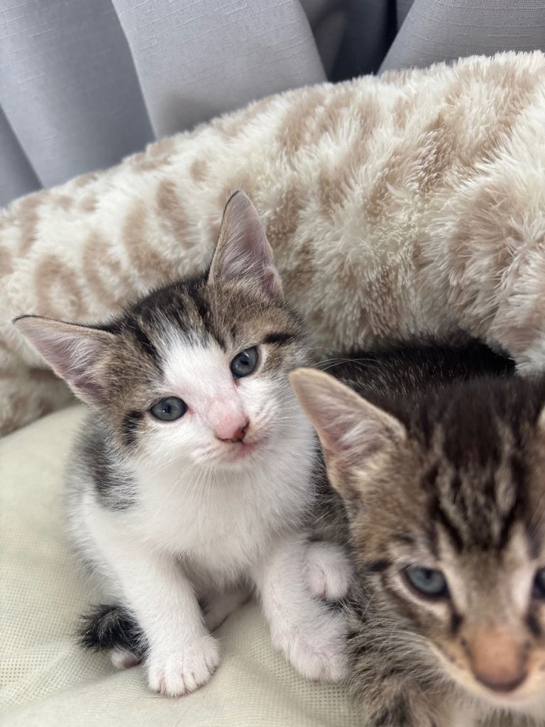 Kittens