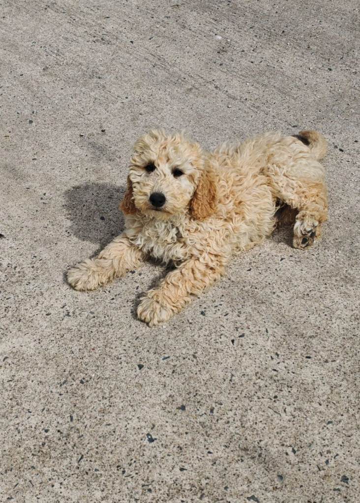 Cockapoo pups.. 