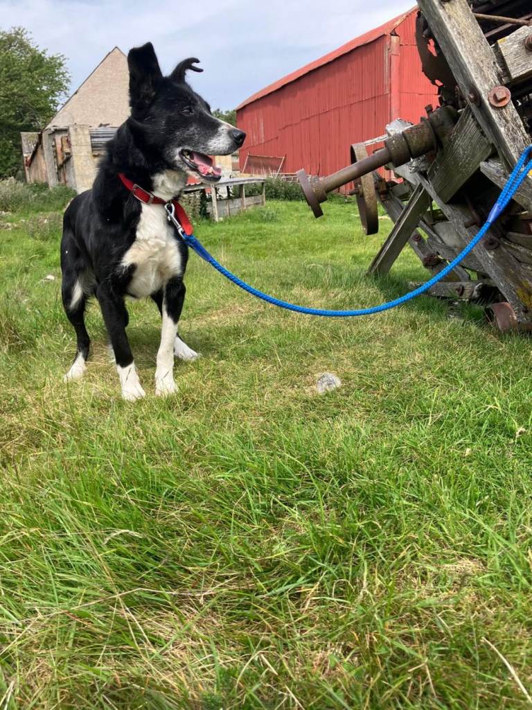 Female and male border collies