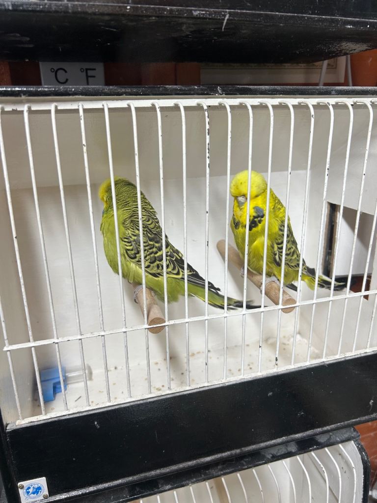 Budgies 