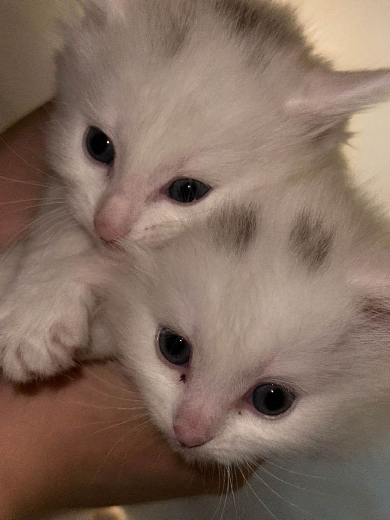 Two kittens left! 