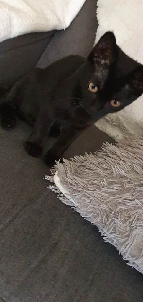 Gorgeous kittens