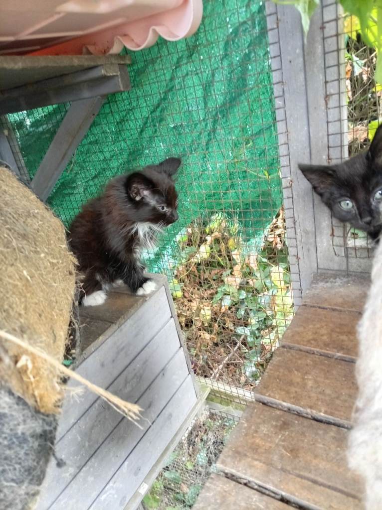 cute kittens