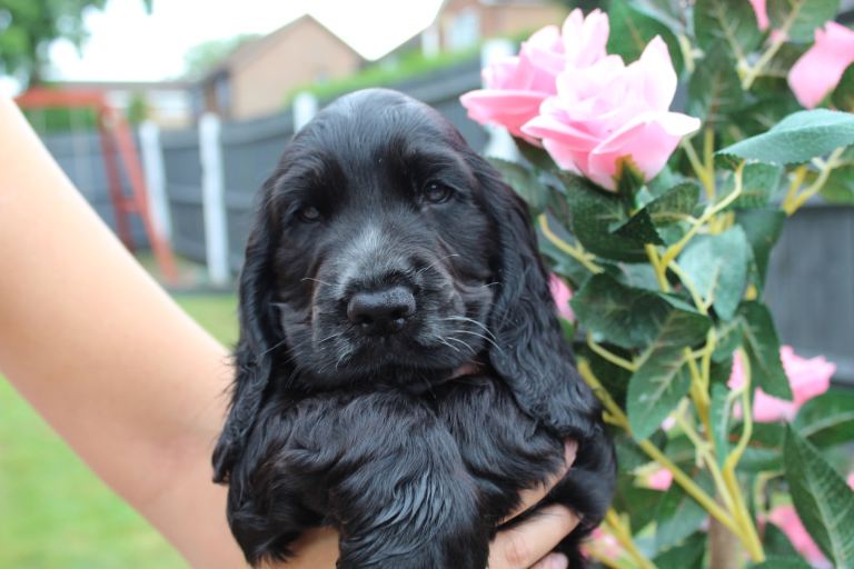 Show type cocker spaniel puppy ready now 