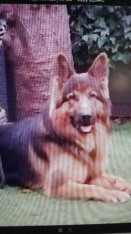 good home wanted , 2/2 year old pedigree german shepherd