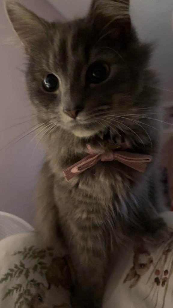 (URGENT)Fluffy grey female cat for sale 