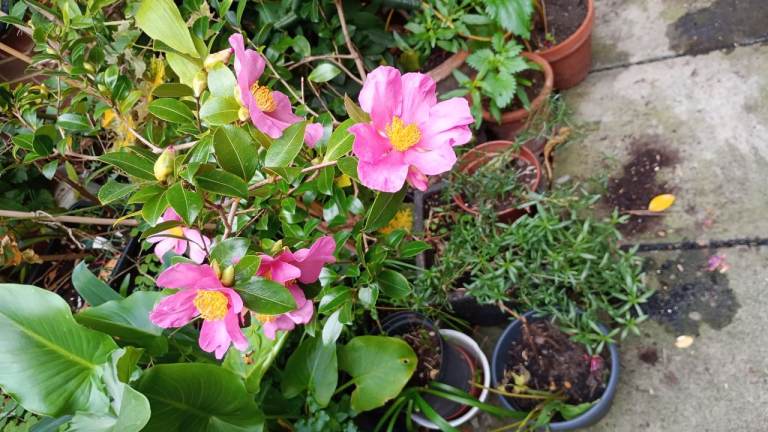 Outdoor pot grown plants sale 