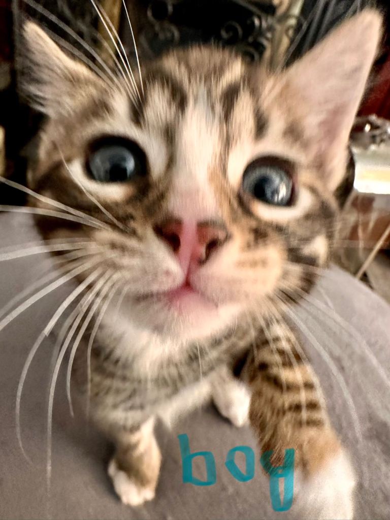 Bengal X cross kittens for selling 