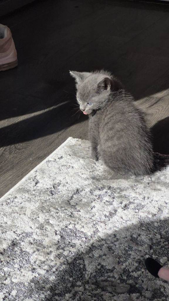 Gorgeous fluffy kittens 