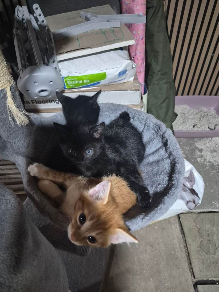 Kittens ready this weekend